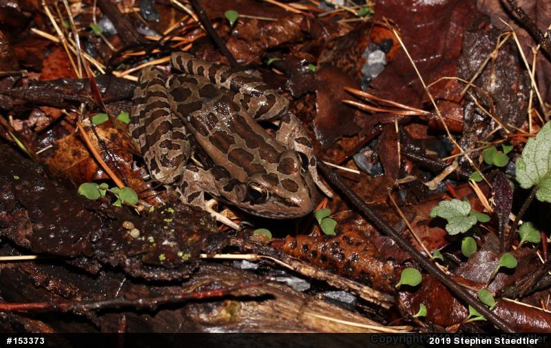 Pickerel Frog