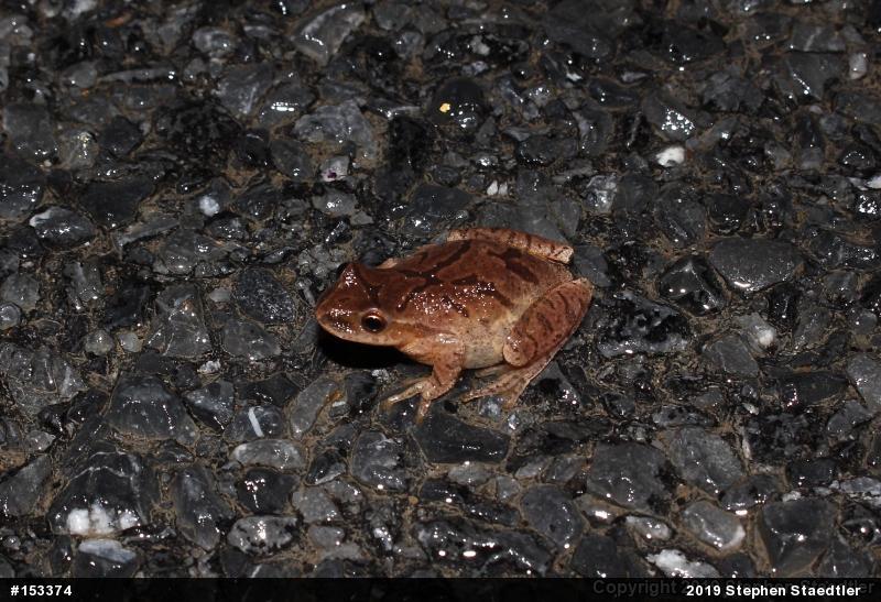 Spring Peeper