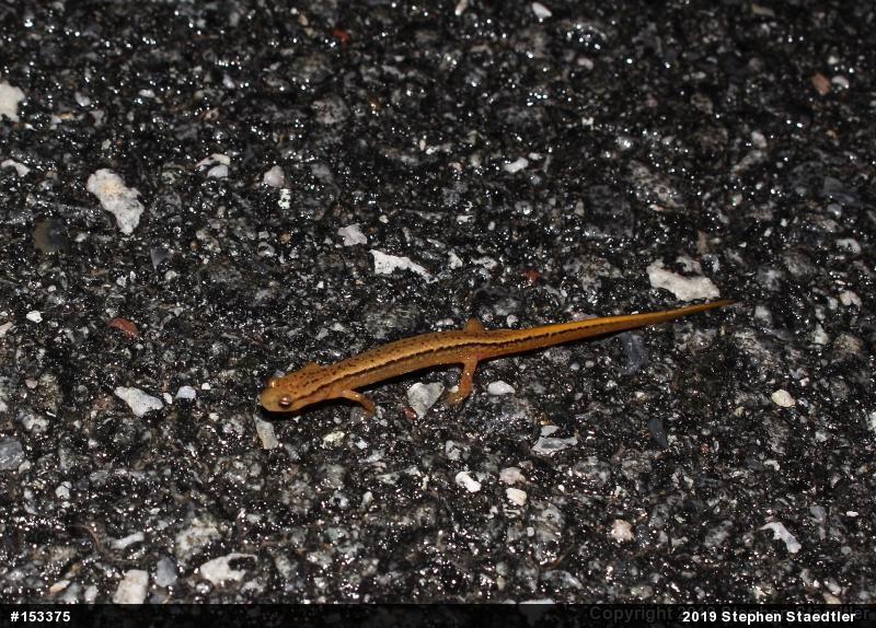 Northern Two-lined Salamander