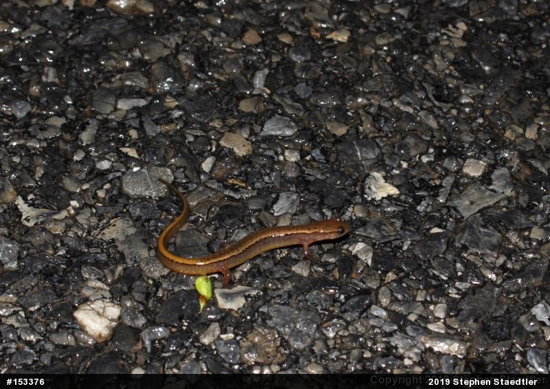 Northern Two-lined Salamander