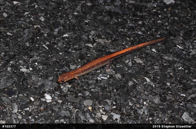Eastern Red-backed  Salamander