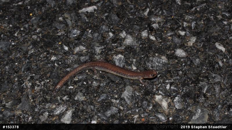 Eastern Red-backed  Salamander