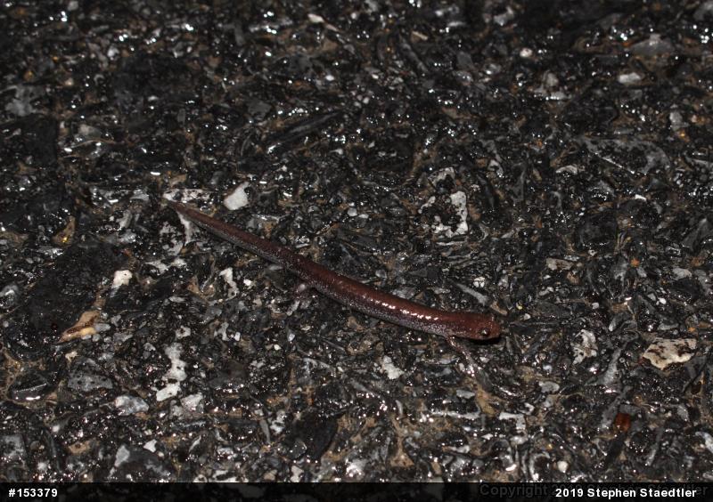 Eastern Red-backed  Salamander