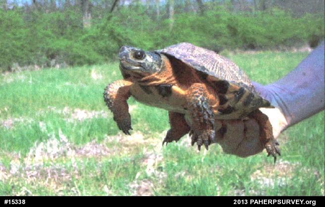 Wood Turtle