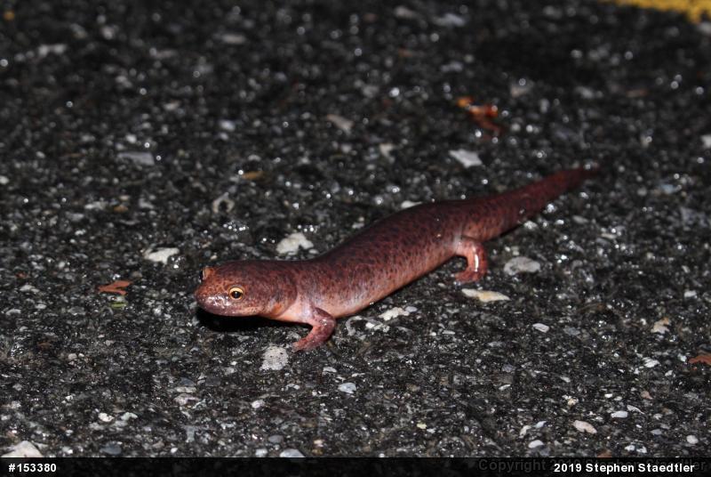 Northern Red Salamander