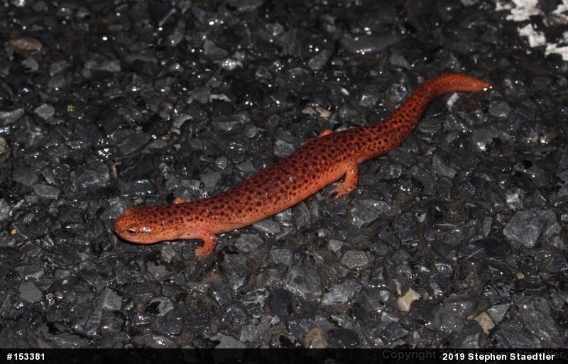 Northern Red Salamander