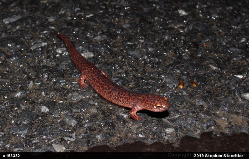 Northern Red Salamander