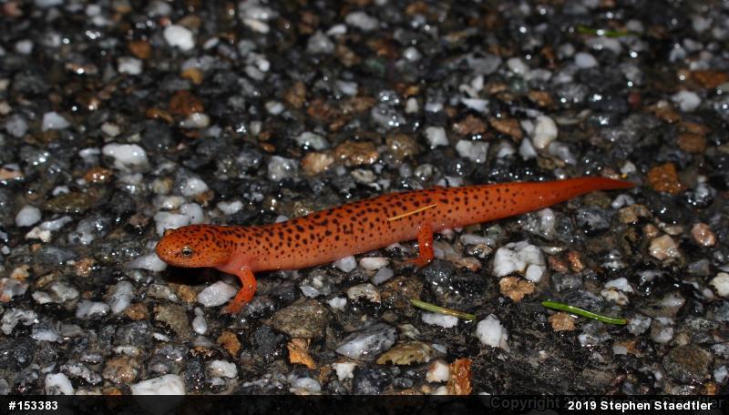 Northern Red Salamander