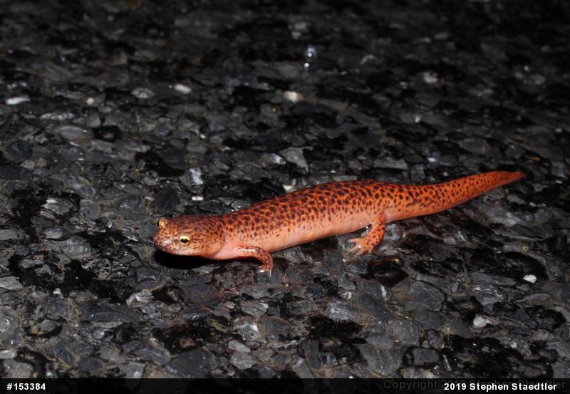 Northern Red Salamander