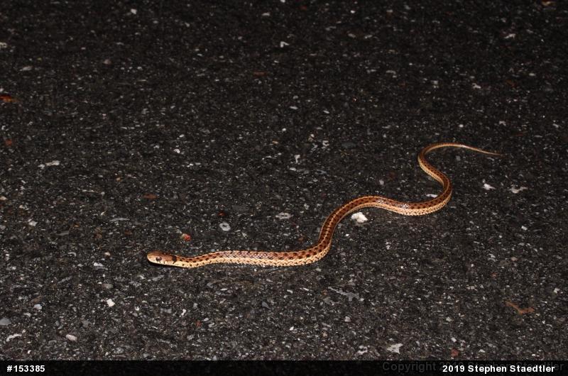 Eastern Gartersnake