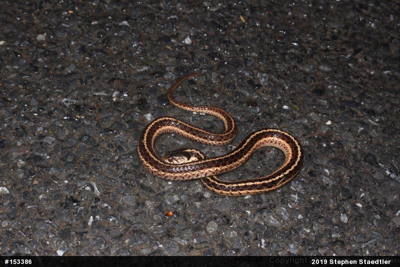 Eastern Gartersnake