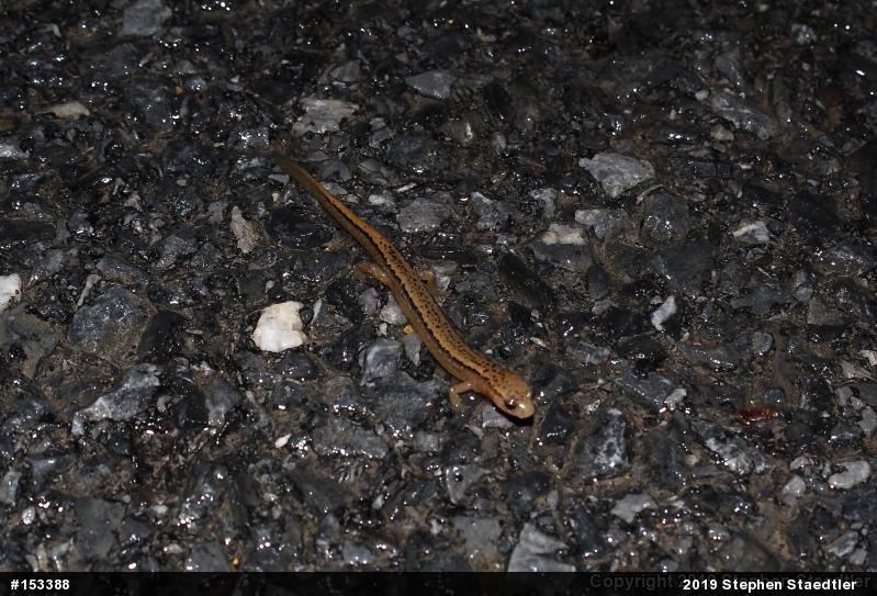 Northern Two-lined Salamander