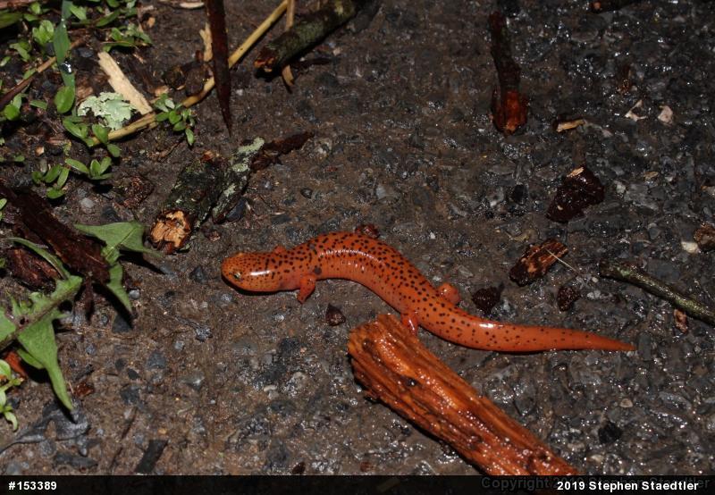 Northern Red Salamander