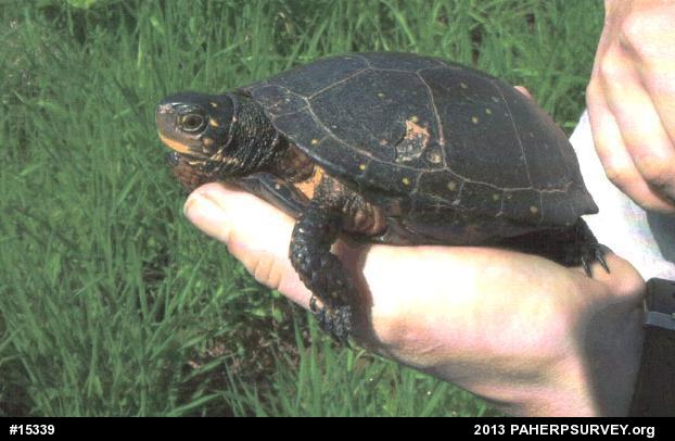 Spotted Turtle