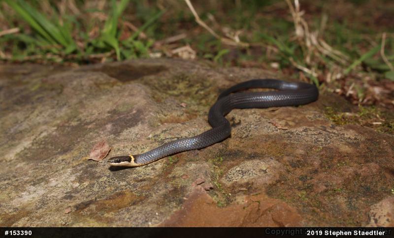 Northern Ring-necked Snake