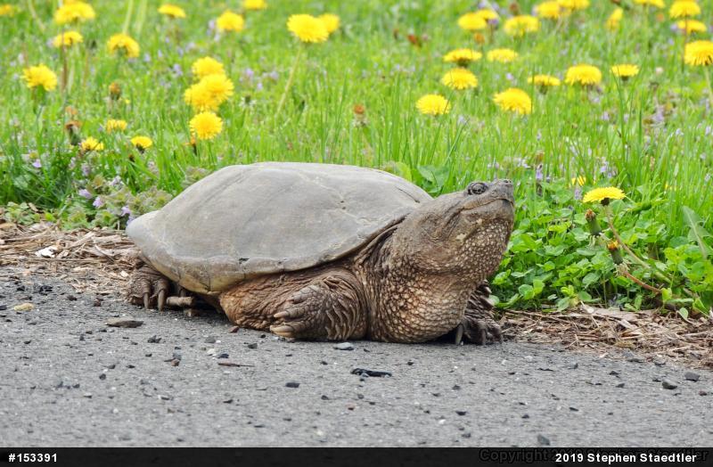 Snapping Turtle