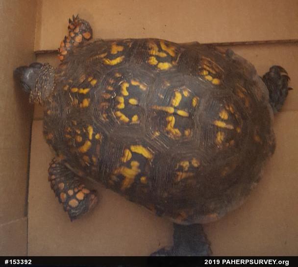 Eastern Box Turtle