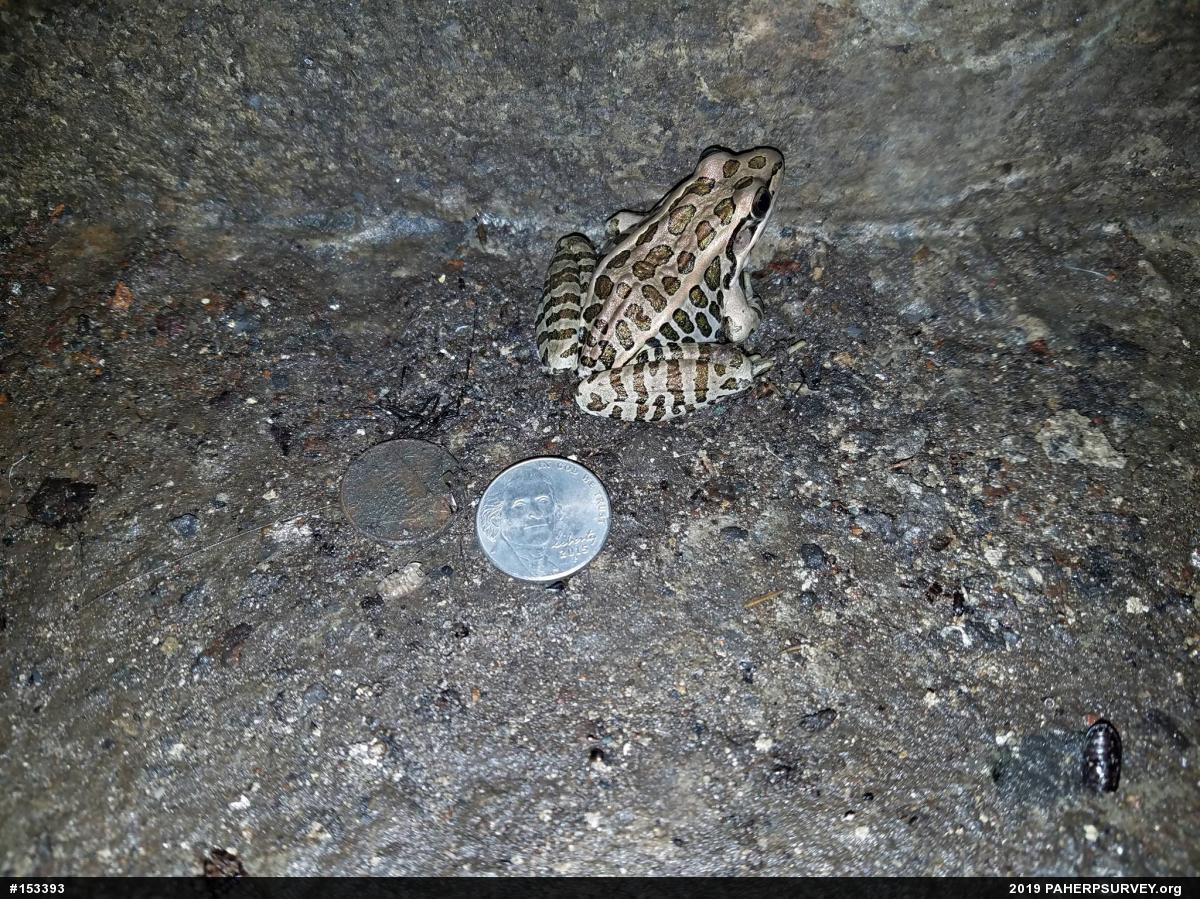 Pickerel Frog