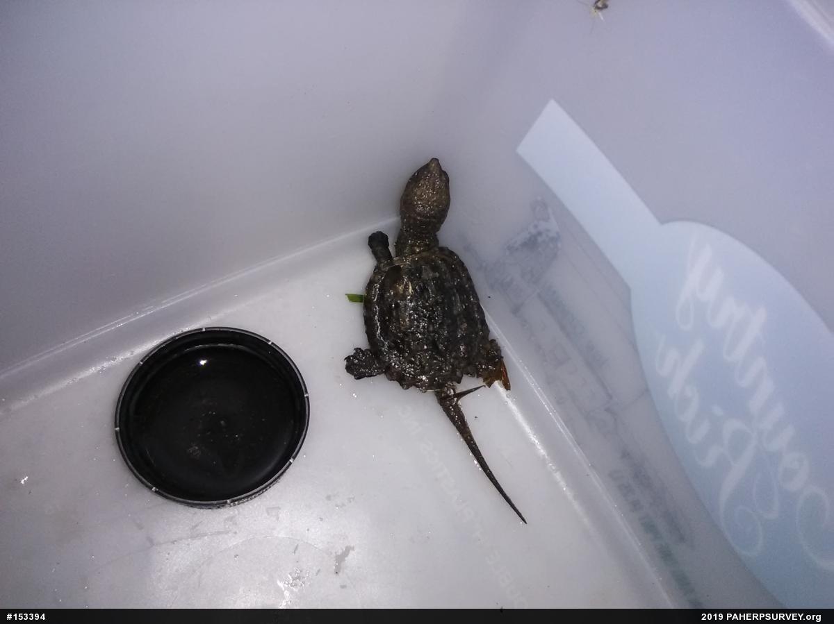 Snapping Turtle