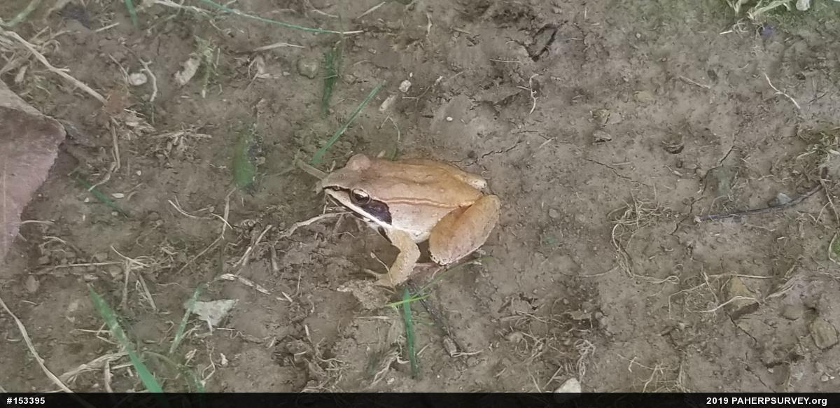 Wood Frog
