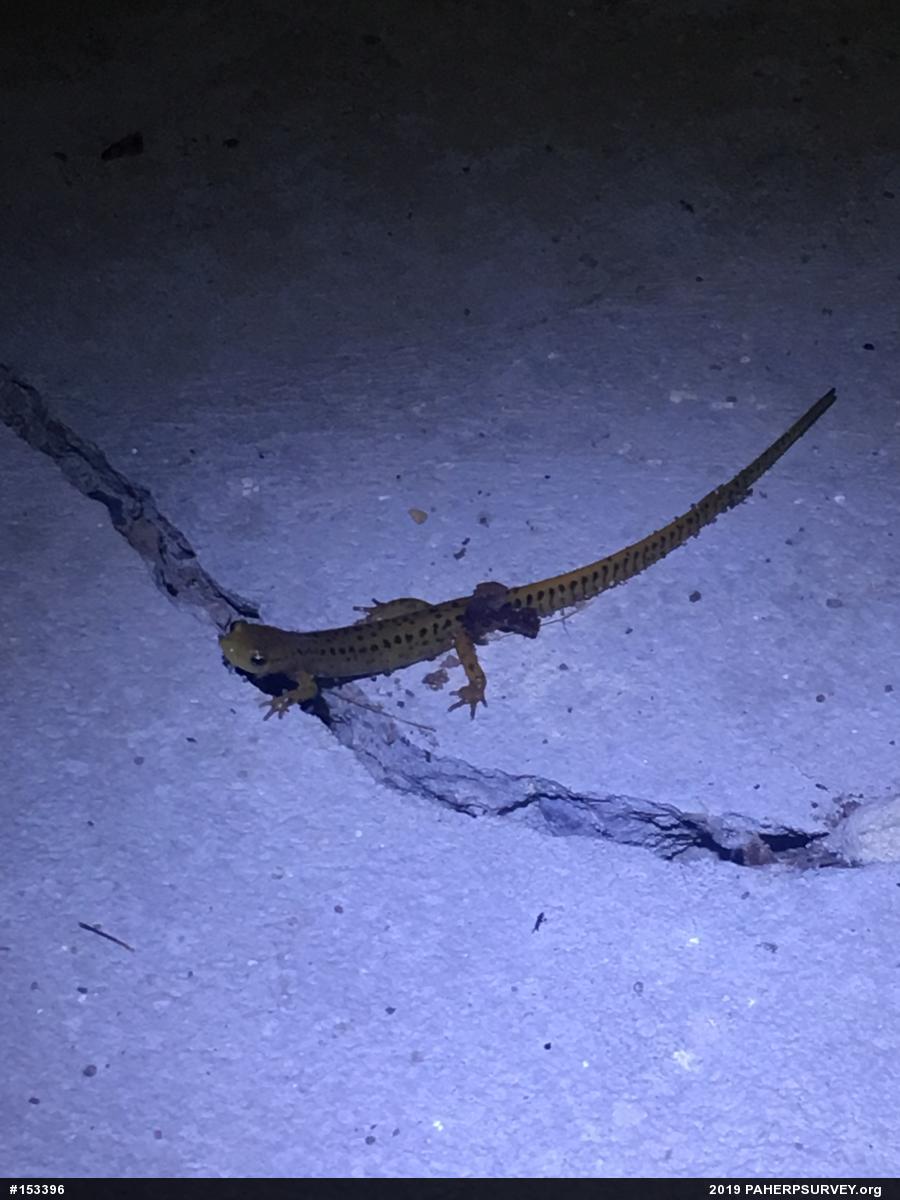 Eastern Long-tailed Salamander