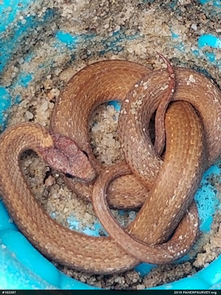 Red-bellied Snake