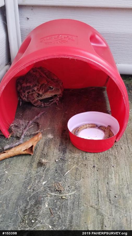 Eastern American Toad