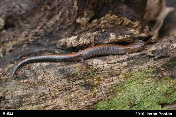 Eastern Red-backed  Salamander