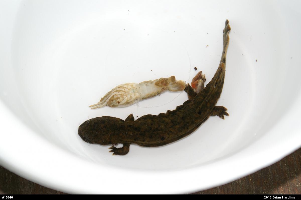 Eastern Hellbender