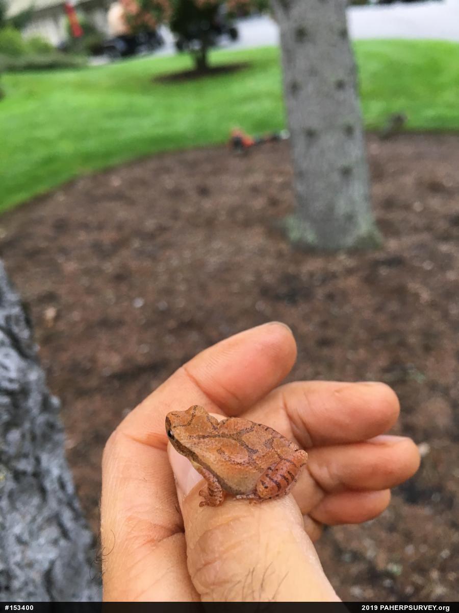 Spring Peeper