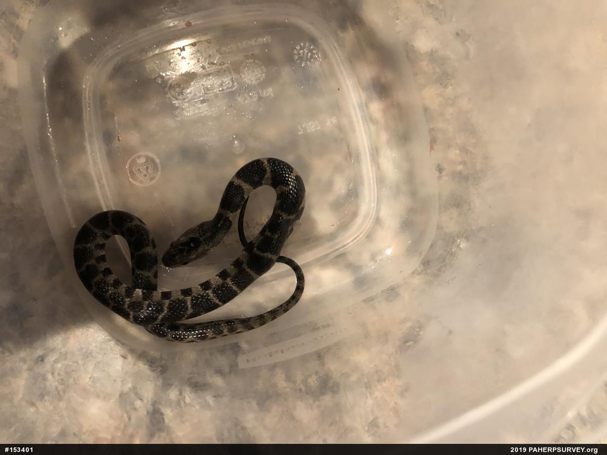 Northern Watersnake