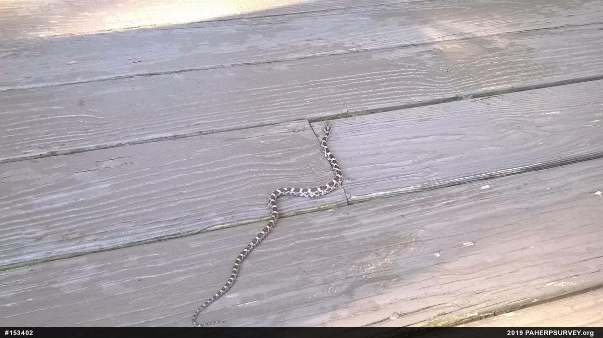 Eastern Ratsnake