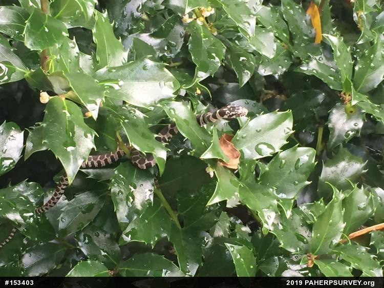 Northern Watersnake