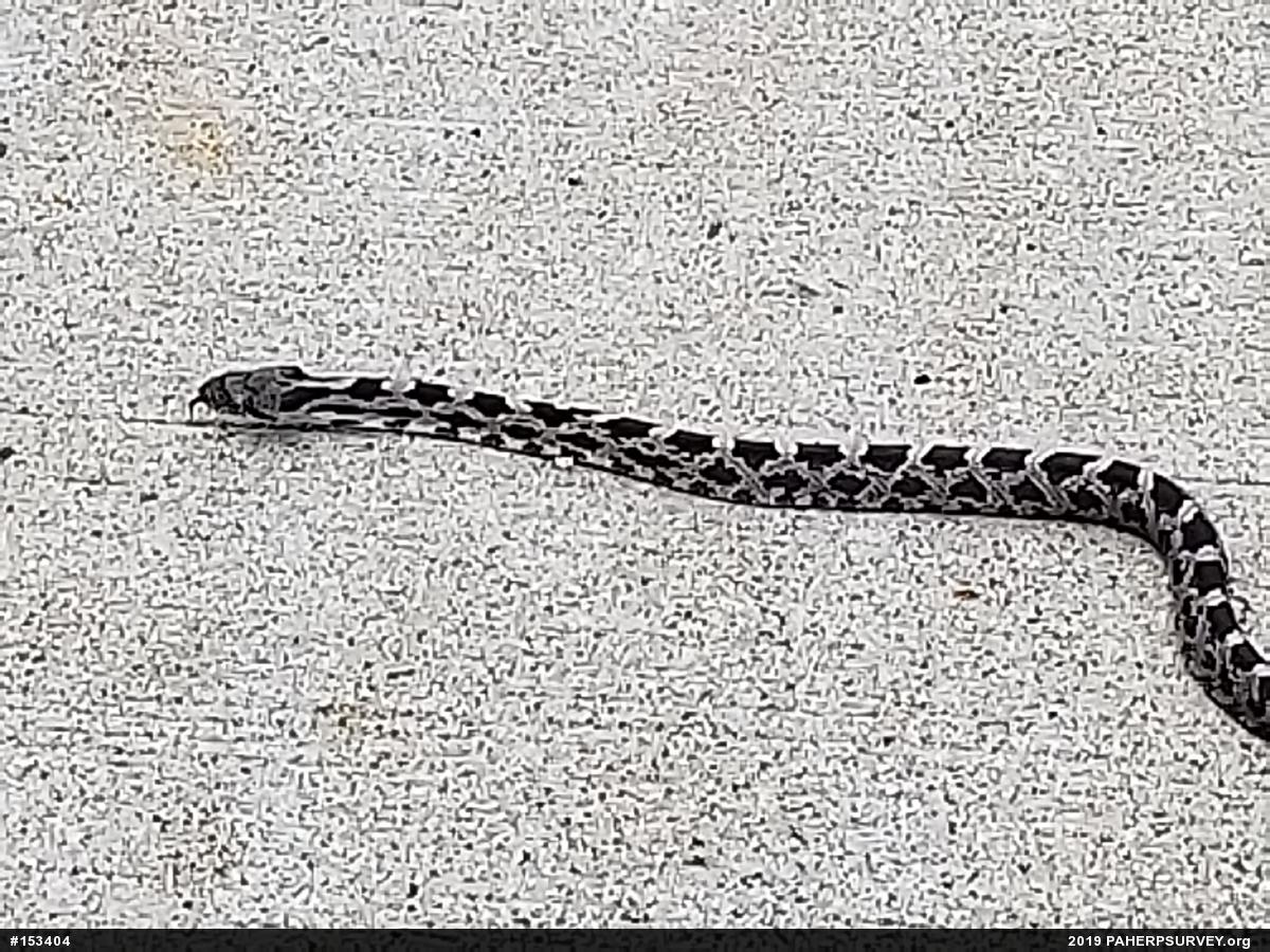 Eastern Ratsnake