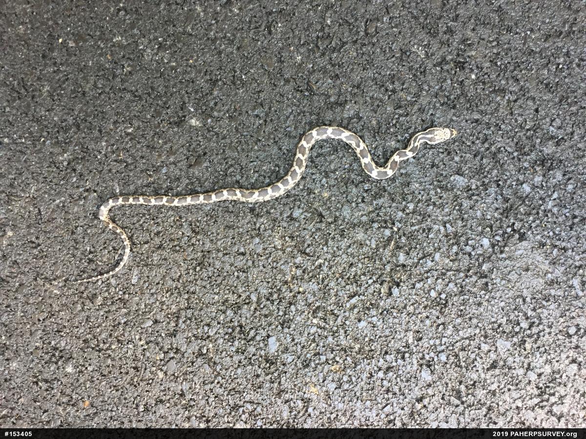 Eastern Ratsnake