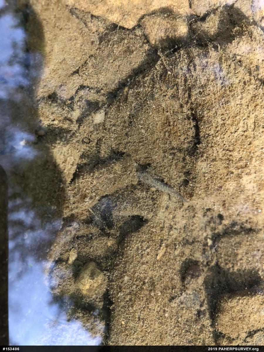 Northern Two-lined Salamander