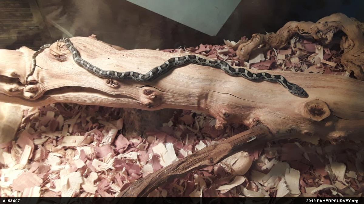 Eastern Ratsnake