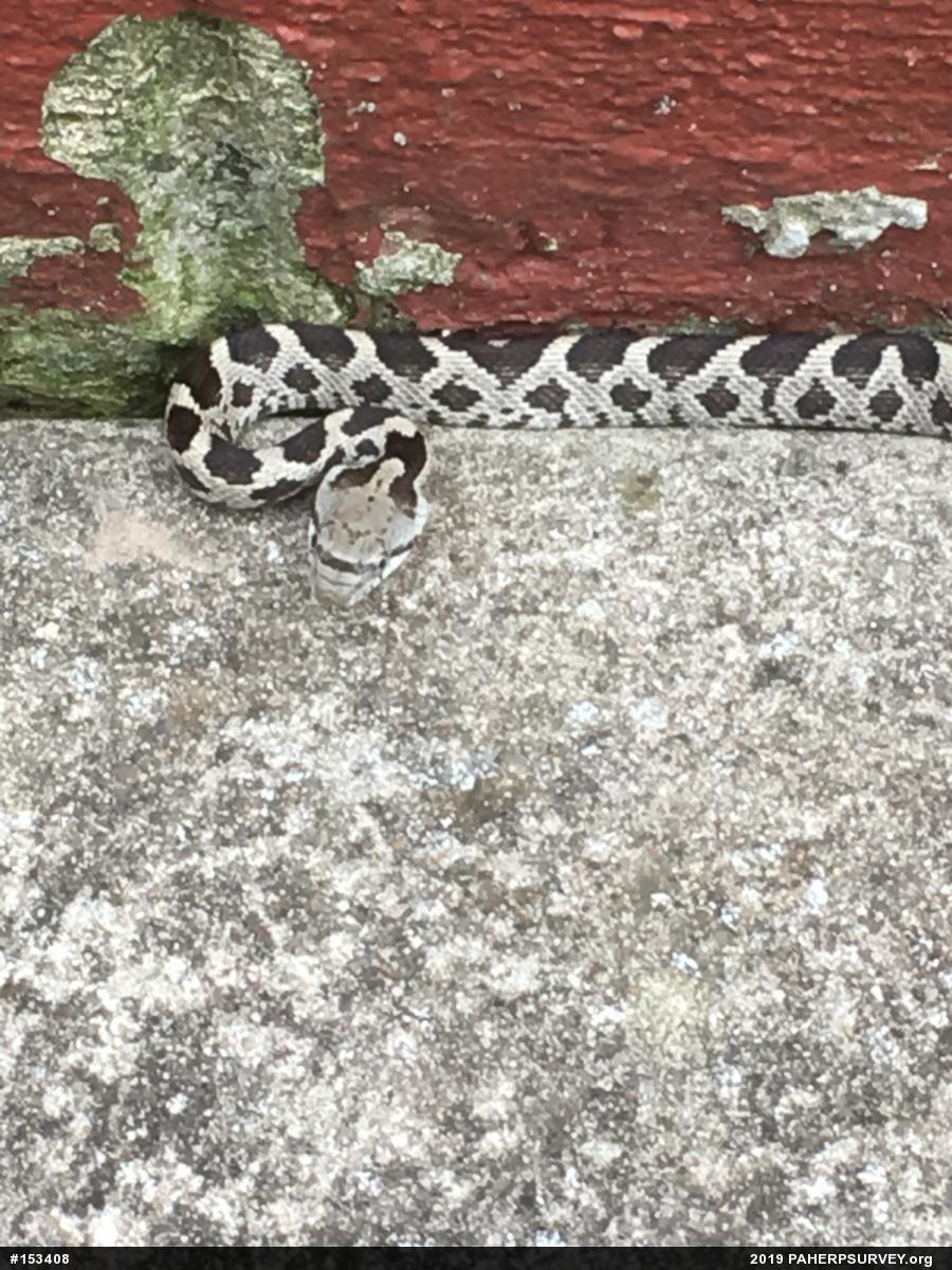 Eastern Ratsnake