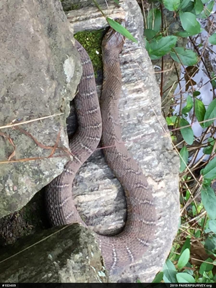 Northern Watersnake