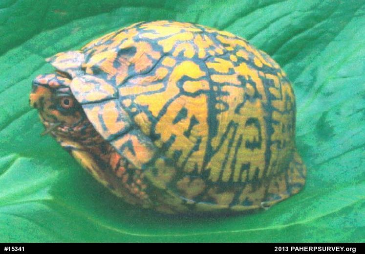 Eastern Box Turtle