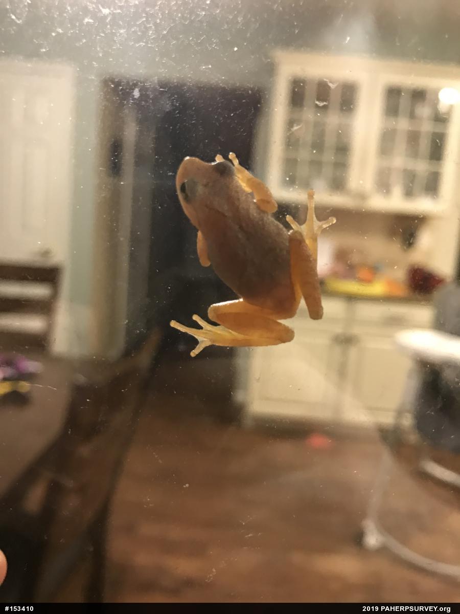 Spring Peeper