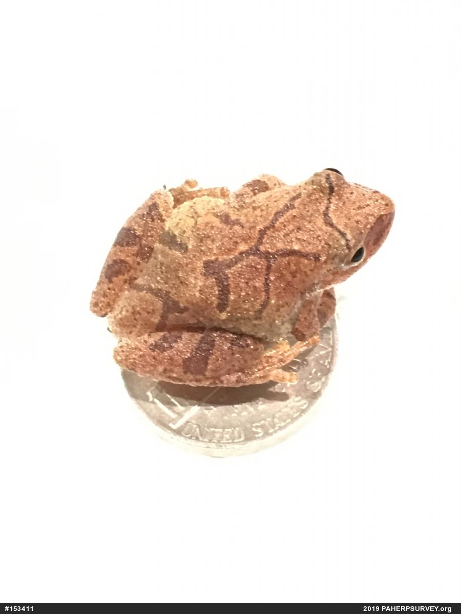 Spring Peeper