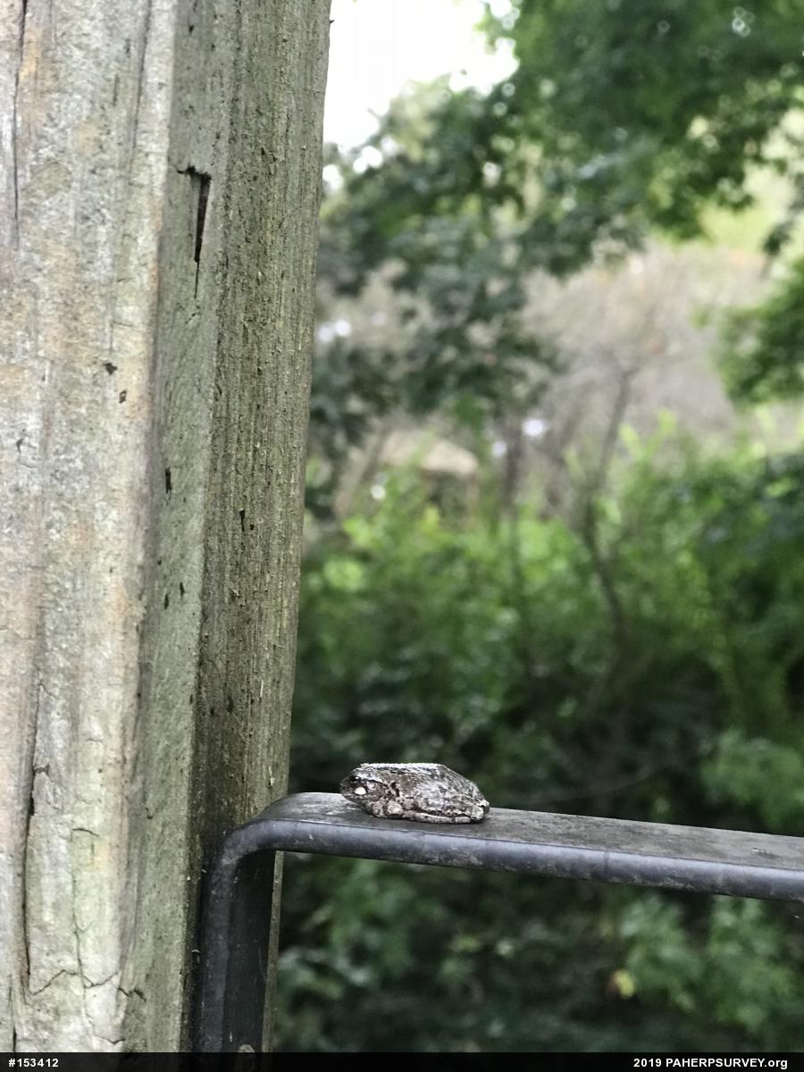 Unknown Gray Treefrog