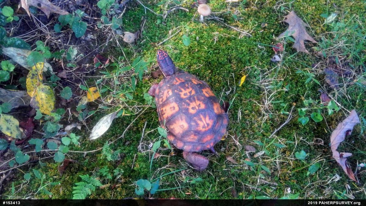 Eastern Box Turtle