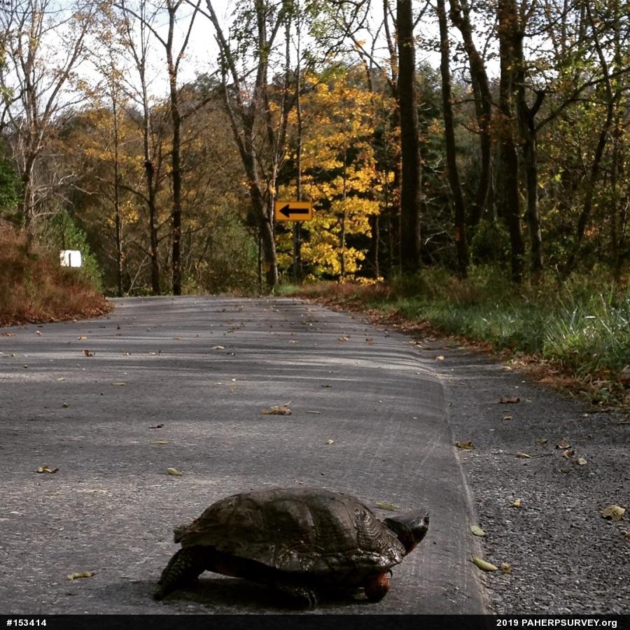 Wood Turtle