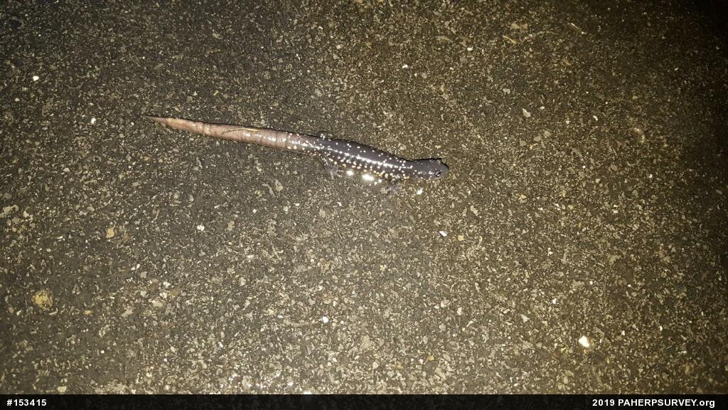 Northern Slimy Salamander