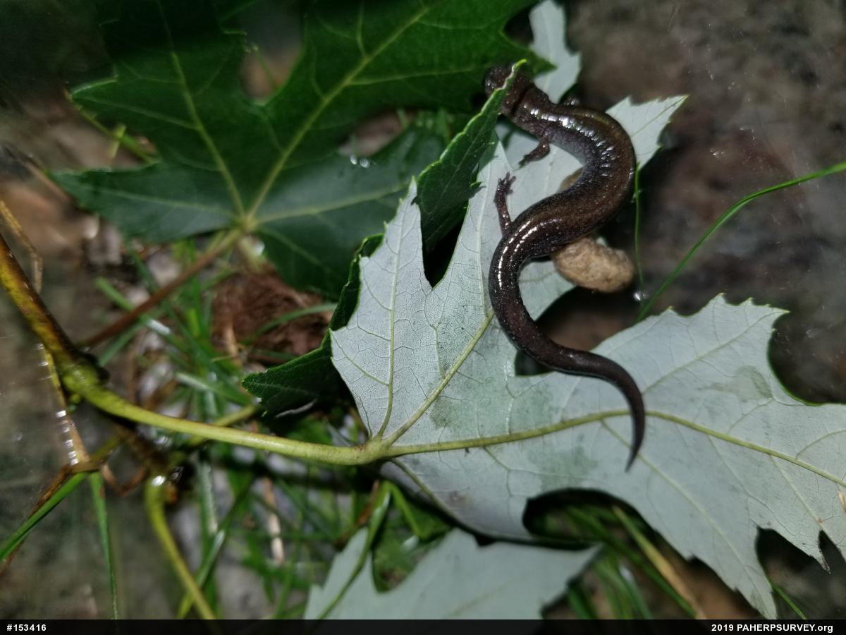 Eastern Red-backed  Salamander