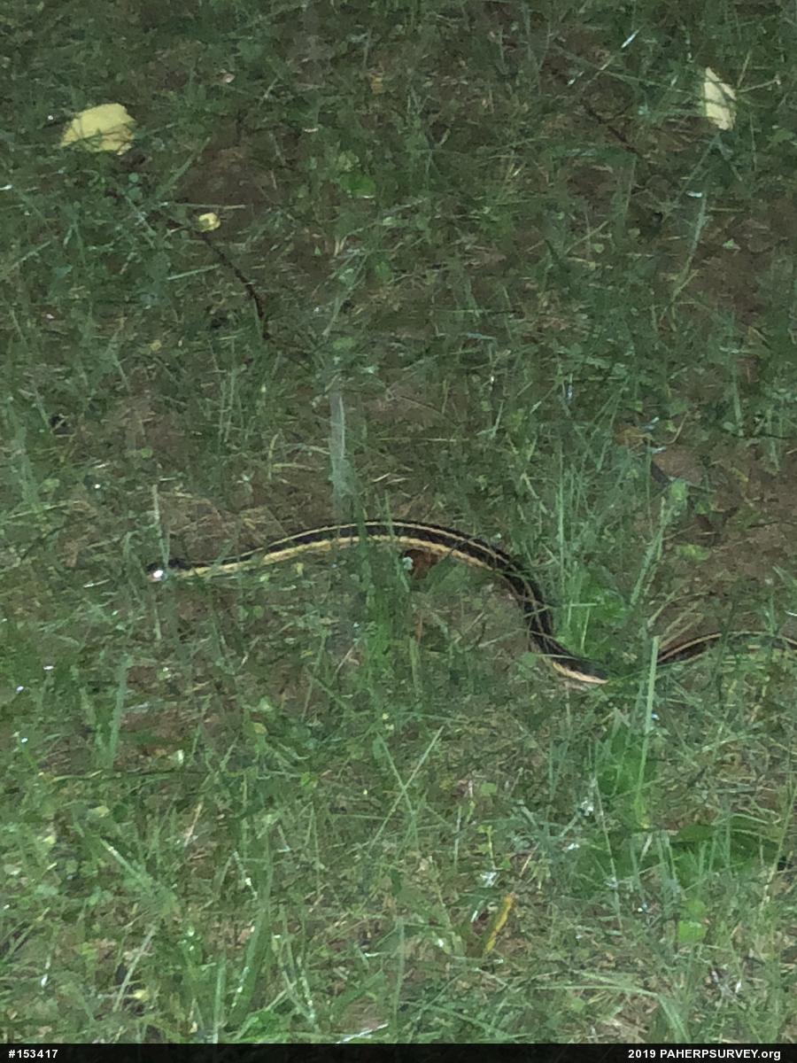 Eastern Gartersnake