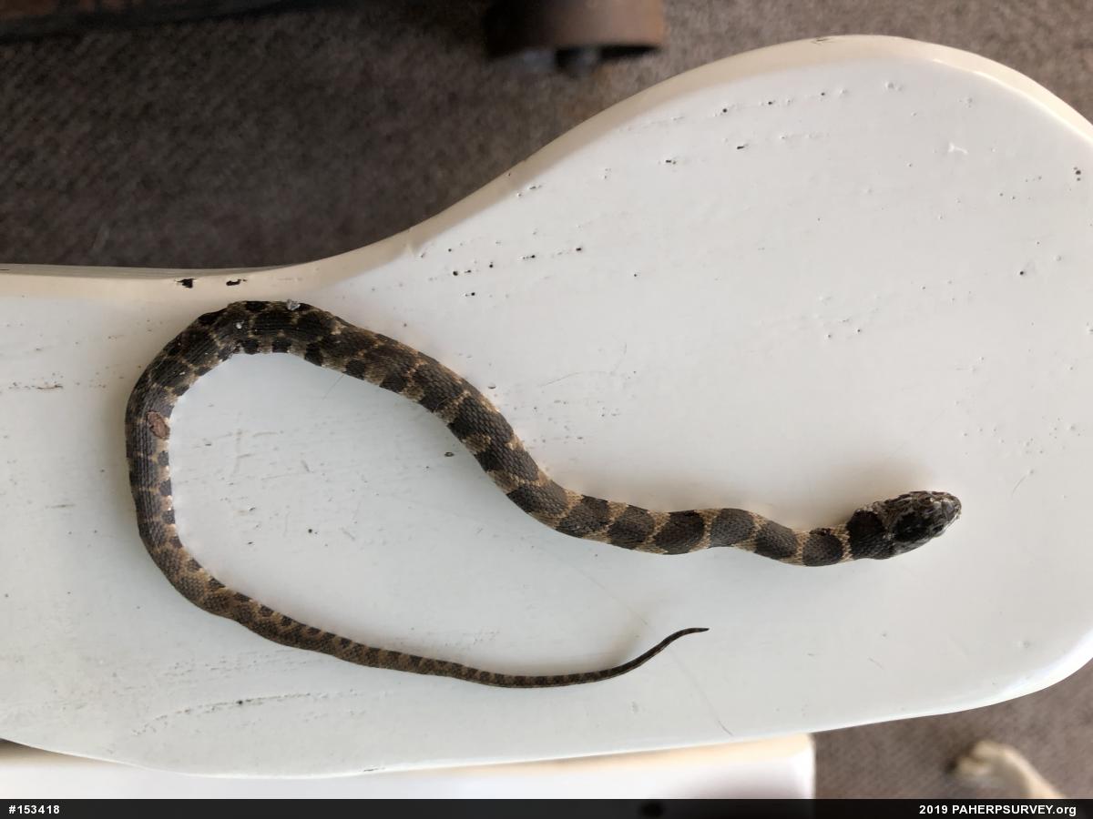 Northern Watersnake