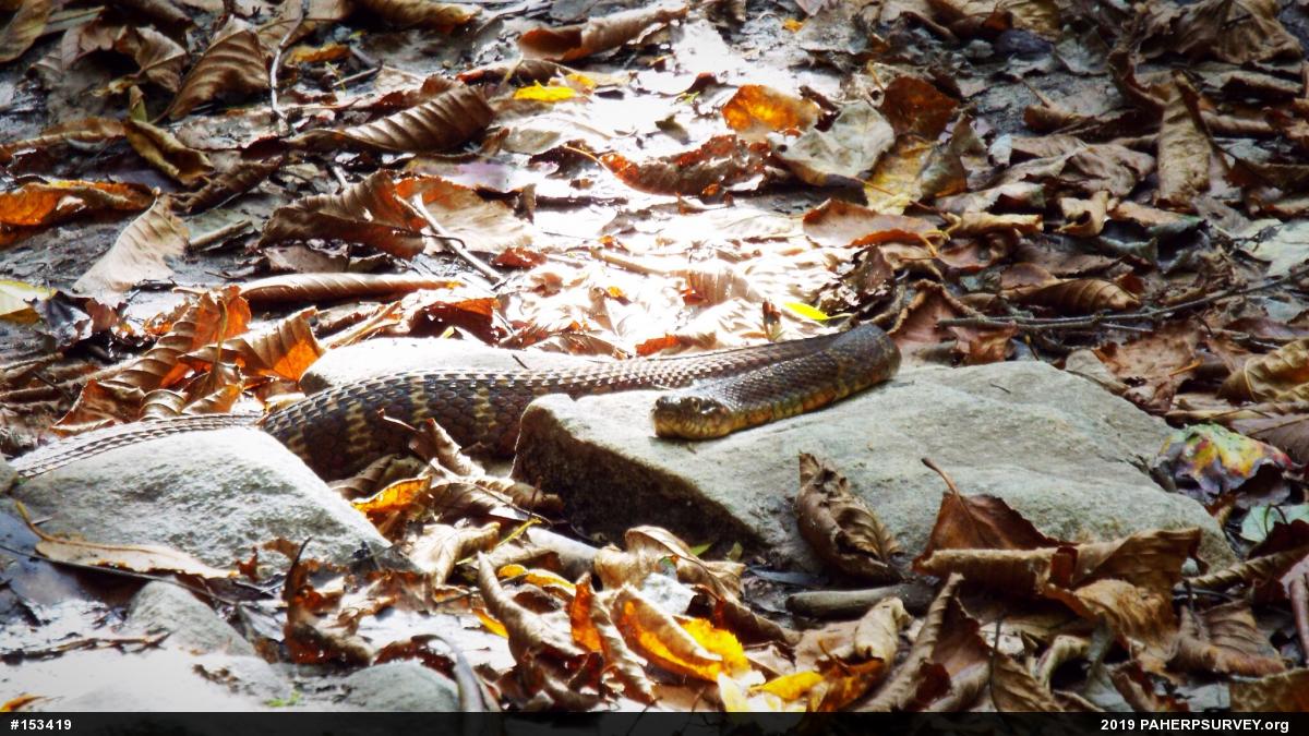 Northern Watersnake
